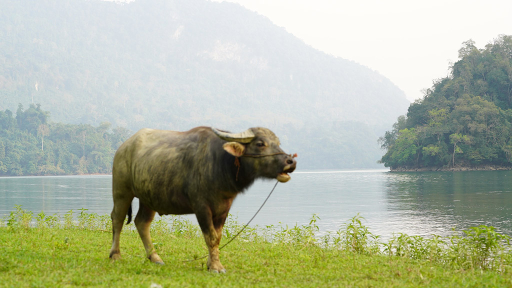 Buffalo in Ba Be lake