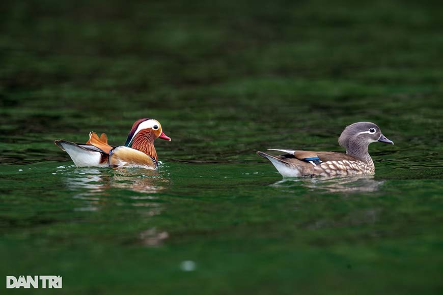 The Mandarin ducks of Ba Be Lake: an ode to love and beauty