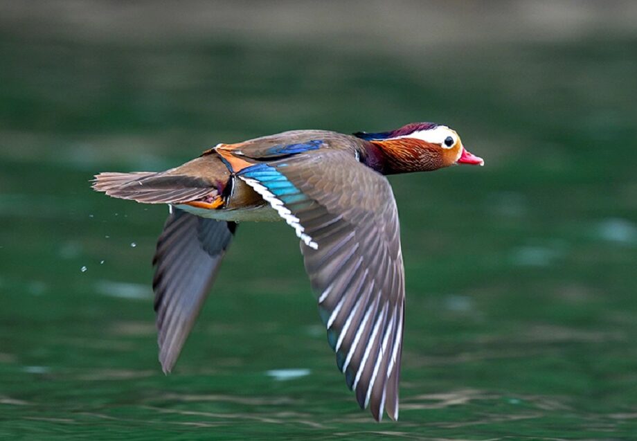 The enchanted wings of Lake Ba Be: A paradise for bird enthusiasts