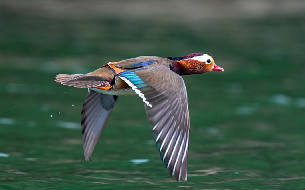 The enchanted wings of Lake Ba Be: A paradise for bird enthusiasts