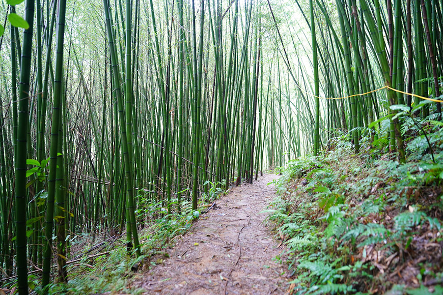 Pu Lau bamboo forest: a natural wonder at the gateway to Ba Be Lake