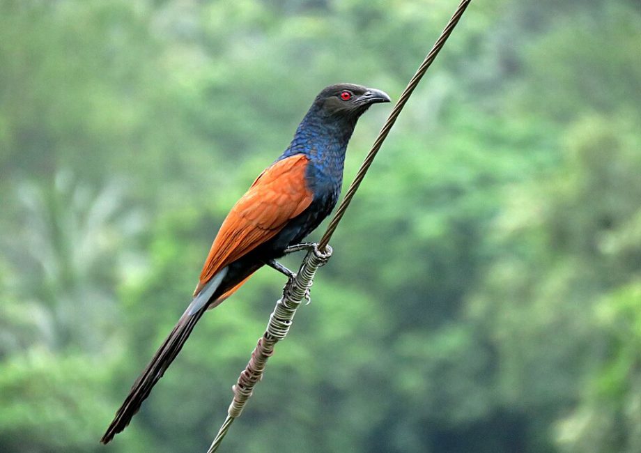 The Legend of the Greater Coucal (Bìm Bịp Lớn)