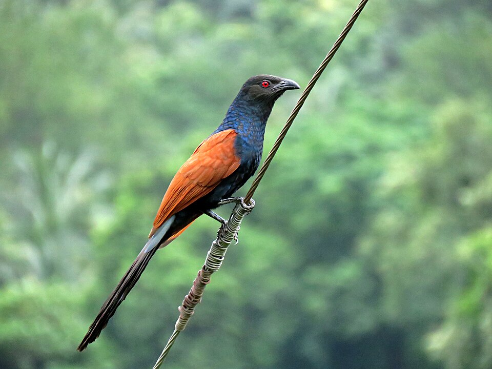 The Legend of the Greater Coucal (Bìm Bịp Lớn)
