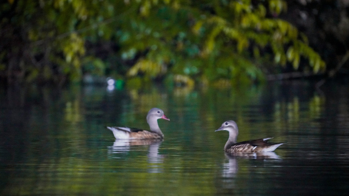 Birdwatching Half-Day