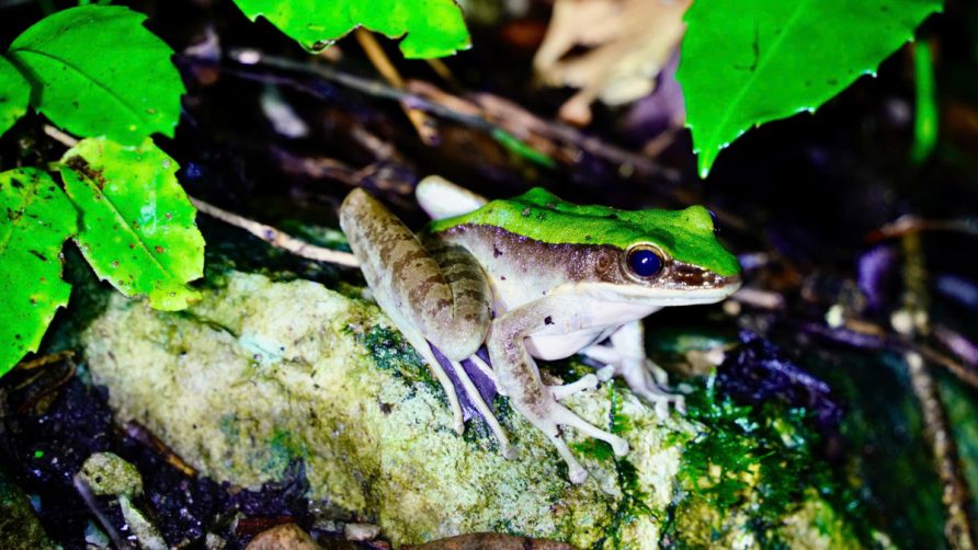 Na Phong Night Safari