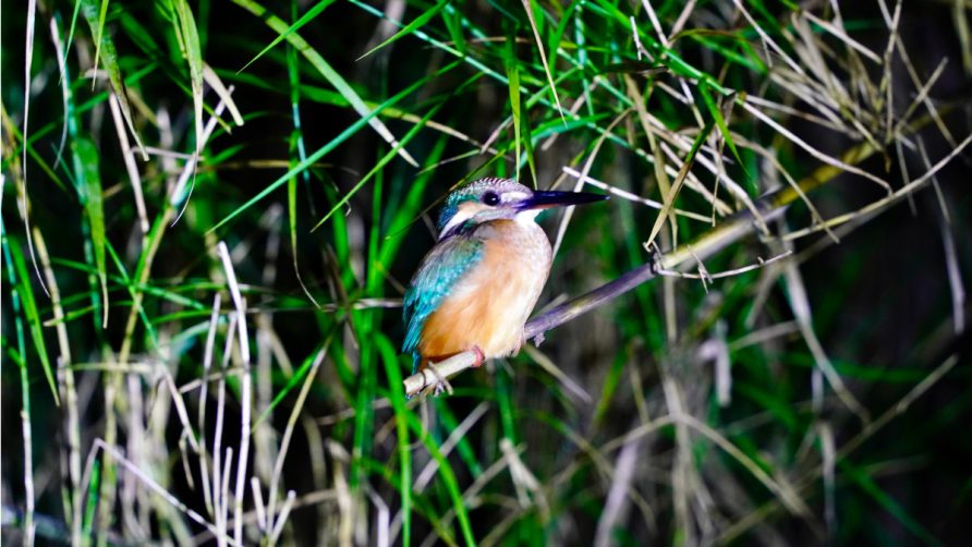 Night Birdwatching by Boat