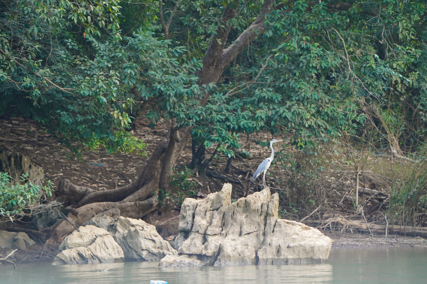 Ba Be, winter sanctuary for migratory bird