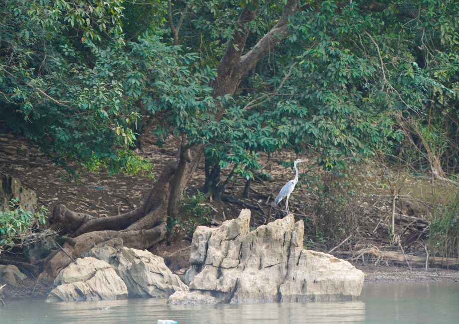 Ba Be, winter sanctuary for migratory bird