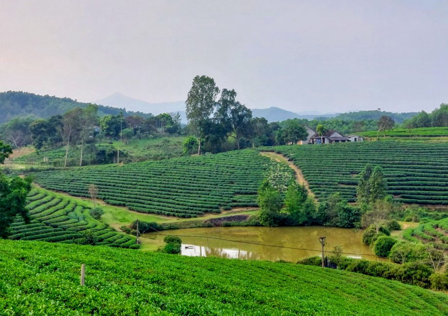 Why does Ba Be tea have a taste of elsewhere?