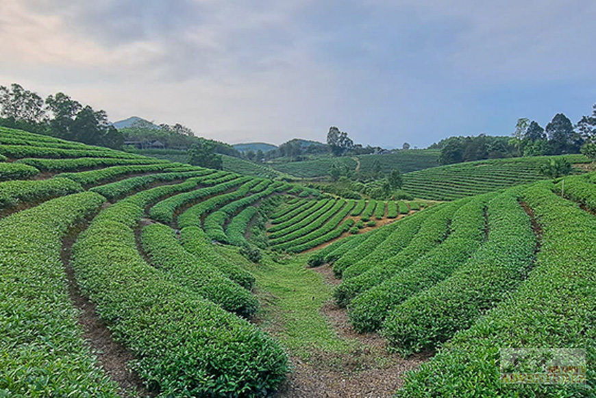 Tea plantation - Thai Nguyen