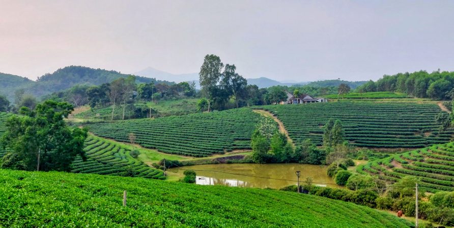 Why does Ba Be tea have a taste of elsewhere?