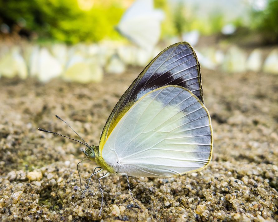 Butterflies of Ba Be